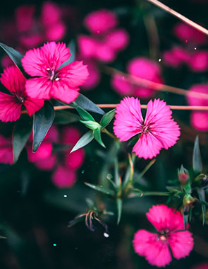 hot pink flowers