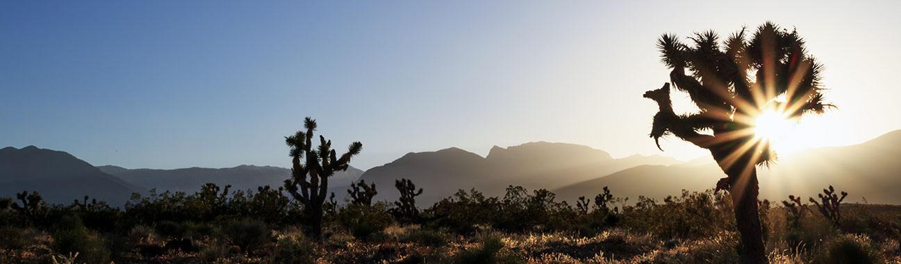 cacti