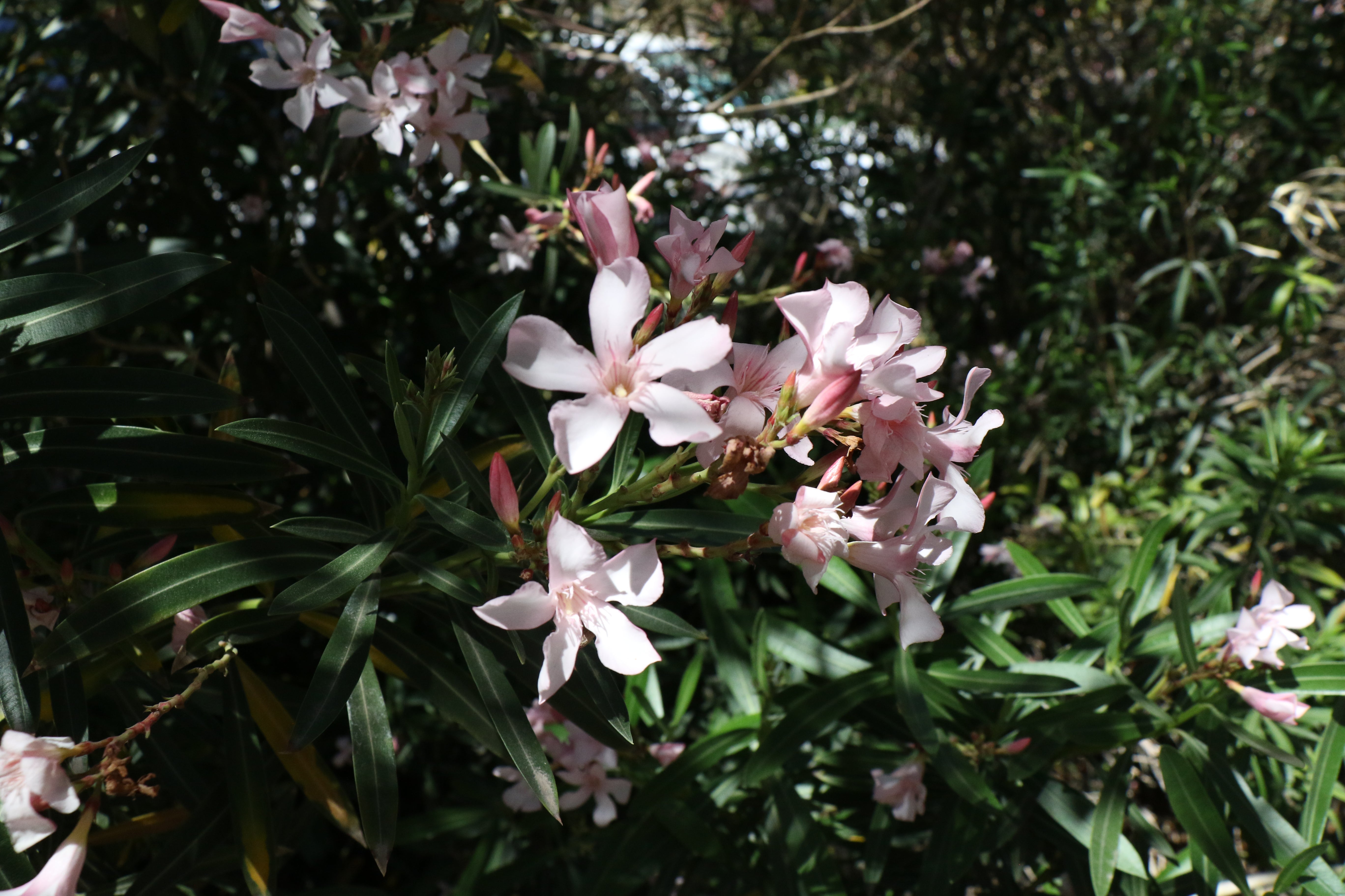 pink flowers