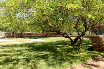 grassy area with tree