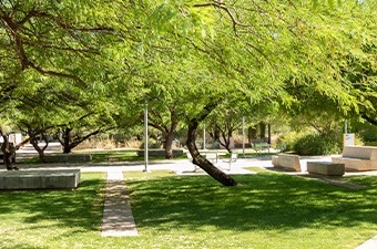 path with trees