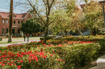 bushes with red flowers