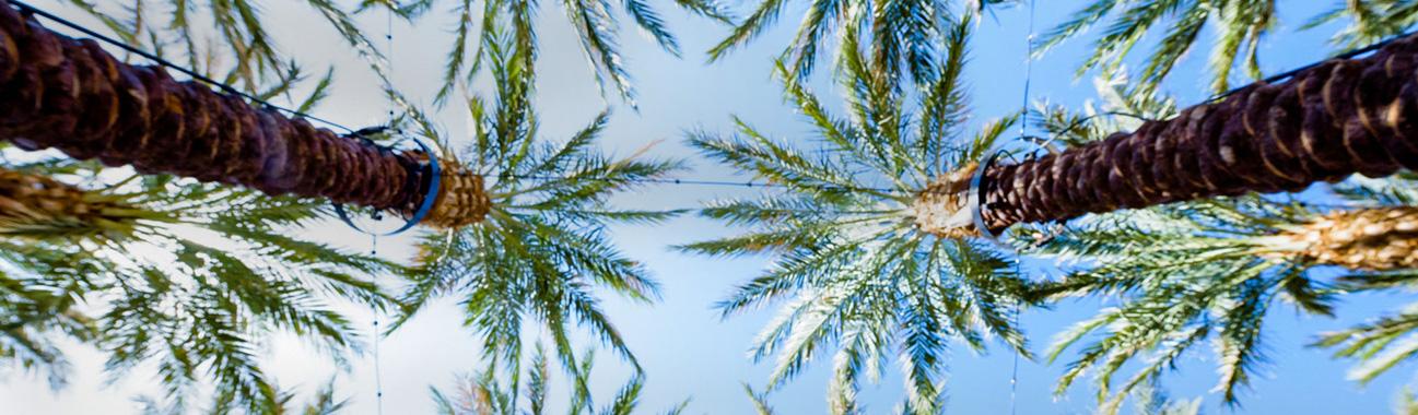 Palm trees 
