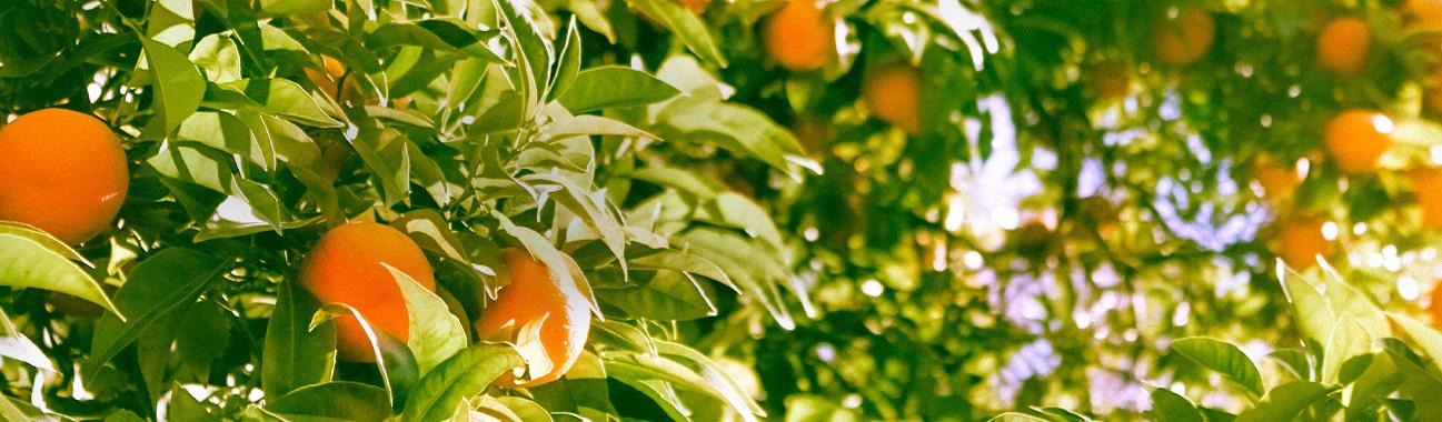 orange trees