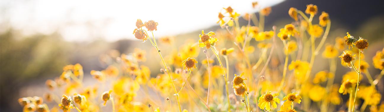 field of flowers