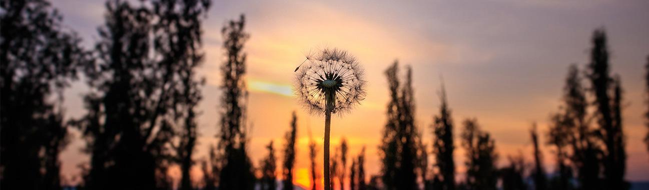 Dandelion and trees