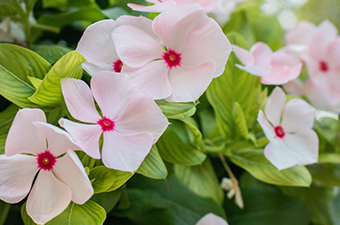 pink flowers