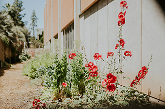 red flowers