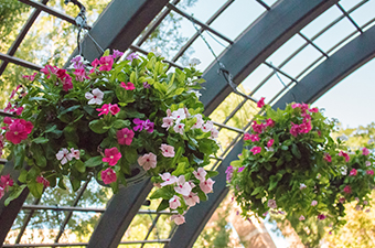 hanging planters