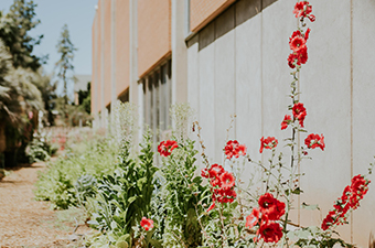 red flowers