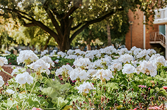 white flowers