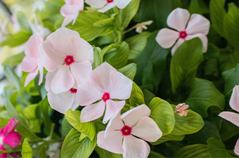 pink flowers