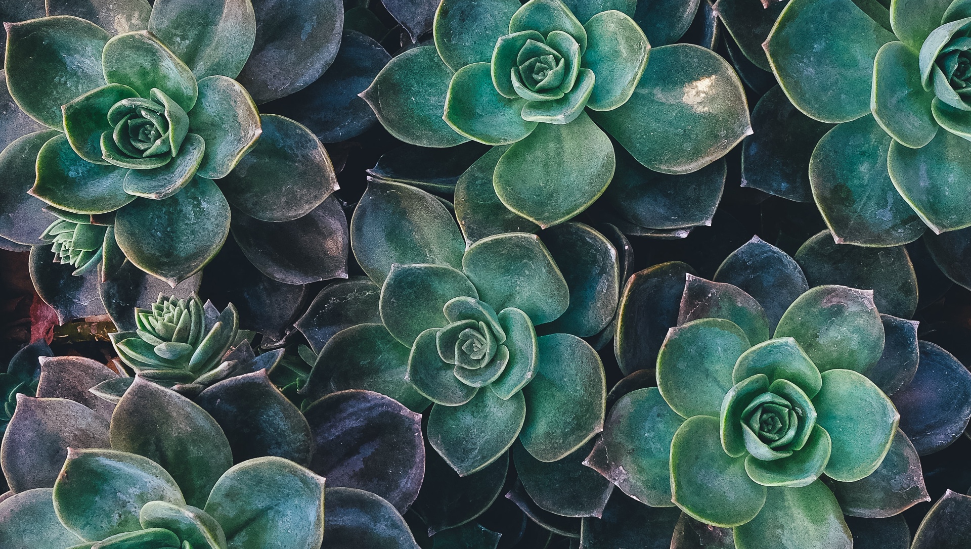 succulents